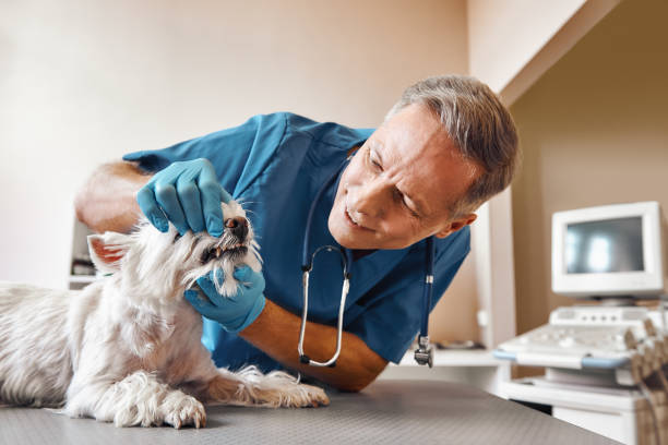 Best Emergency Gum Treatment in Bylas, AZ